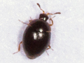 Orthoperus nigrescens